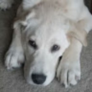 Meet your Posher, Carmen